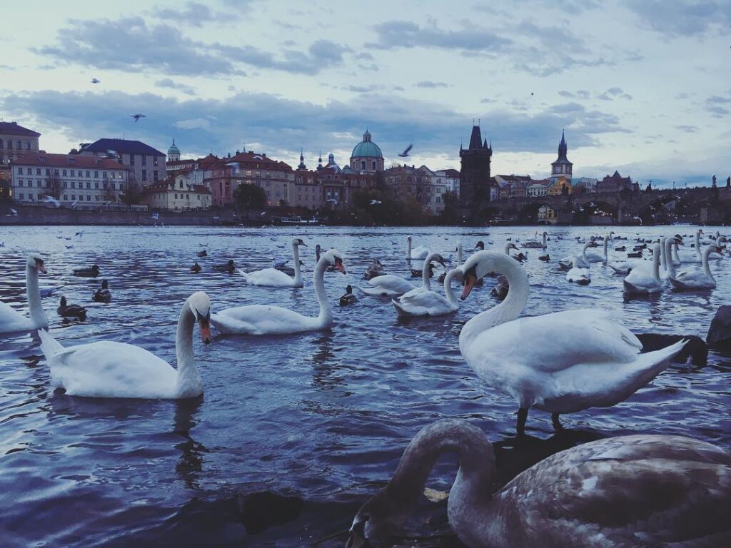 Große Gruppe von Schwänen auf der Moldau mit Blick auf die Prager Altstadt. Ein lebendiges Naturmotiv im Herzen der Stadt.