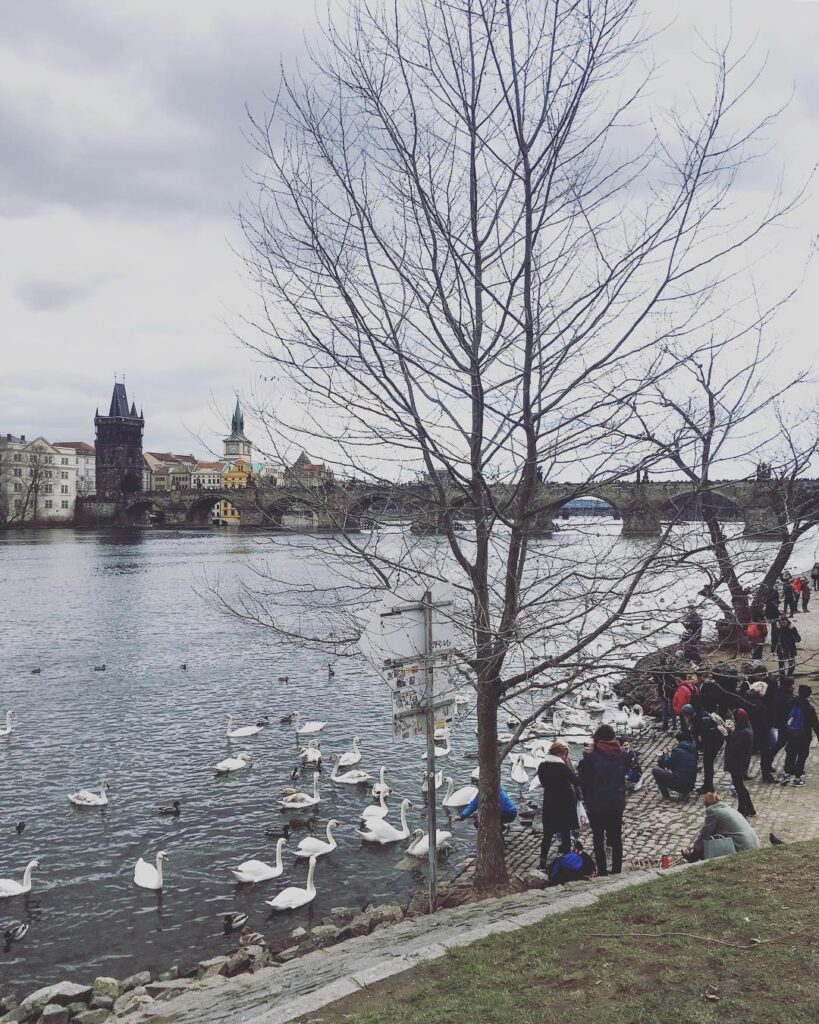 Winterlicher Blick auf die Moldau mit Schwänen und der Altstädter Brücke im Hintergrund. Ein klassisches Motiv der Prager Uferpromenade.