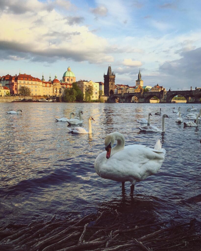Schwan am Ufer der Moldau vor der Altstadt. Ein ruhiger Moment, der die Schönheit der Flusslandschaft in Prag zeigt.