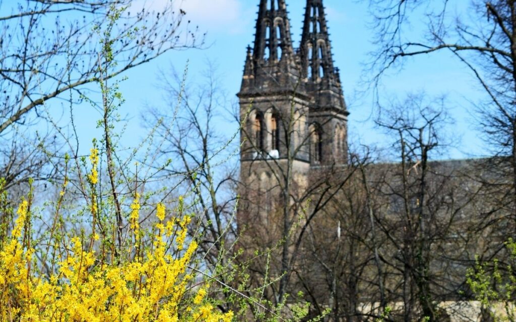 Blick auf die Türme der Vyšehrad-Kirche in Prag, umgeben von Bäumen und blühenden Sträuchern im Frühling