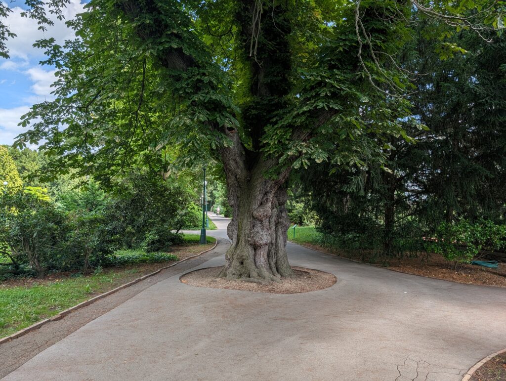 Alter knorriger Baum an einer Weggabelung im Königlichen Garten der Prager Burg