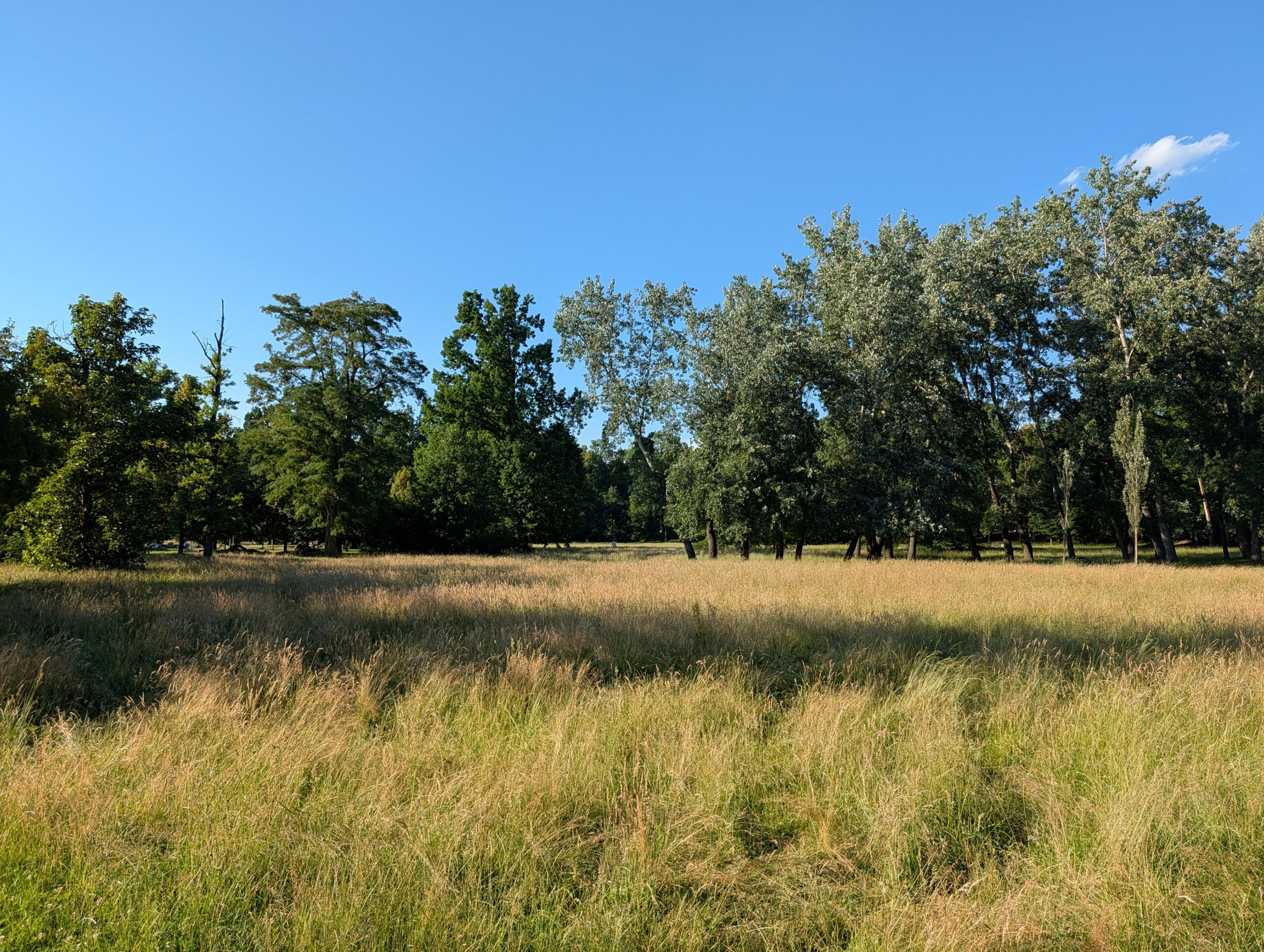Große Wiesenfläche mit alten Bäumen im Königlichen Wildpark Stromovka (Královská obora Stromovka) in Prag.