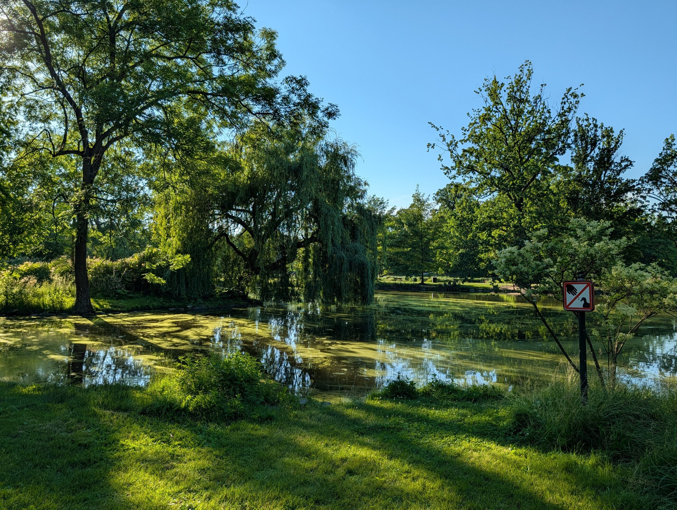 Kleiner Teich mit Trauerweiden und altem Baumbestand im Königlichen Wildpark Stromovka (Královská obora Stromovka) in Prag.